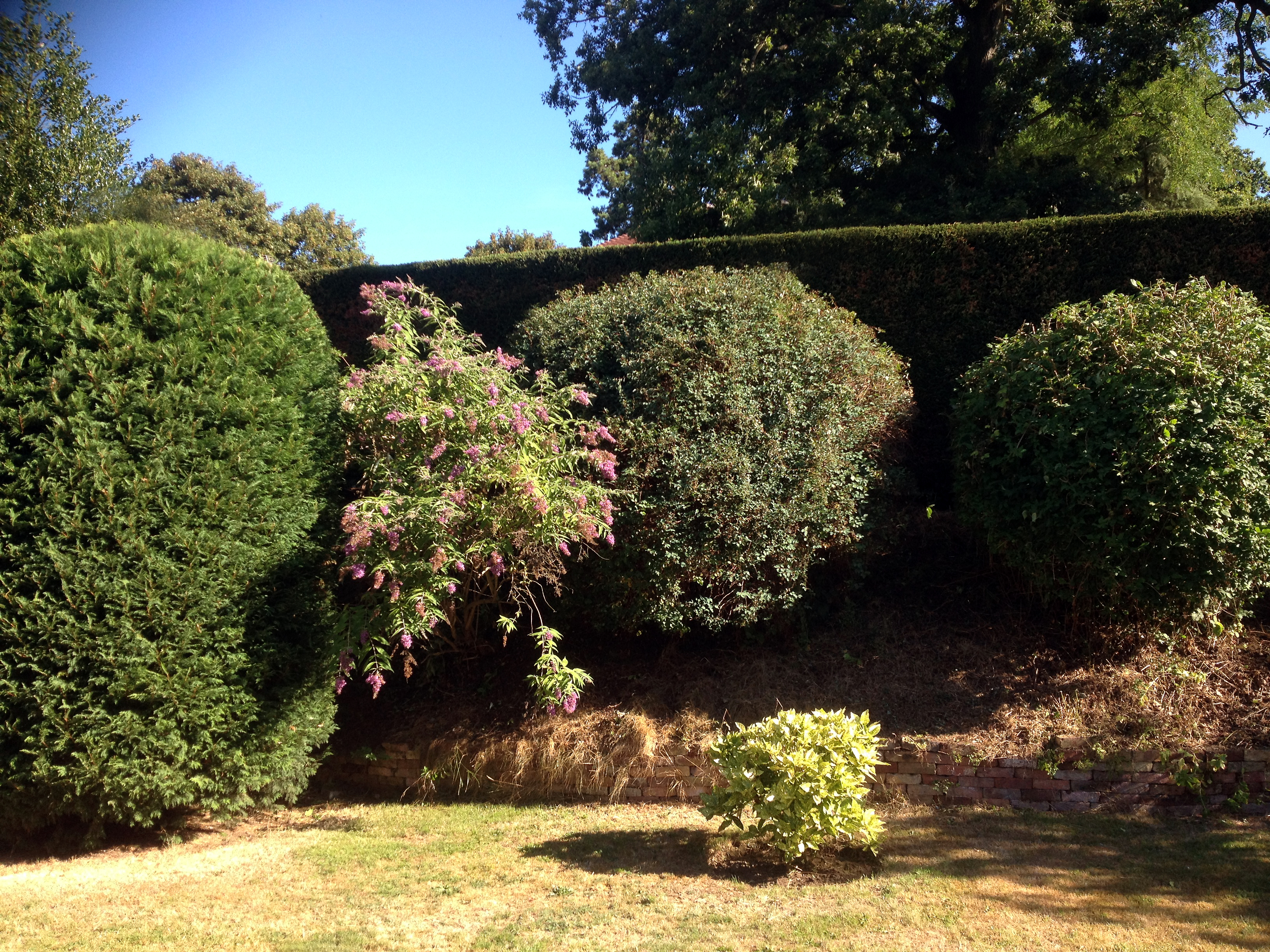Hedge trimming